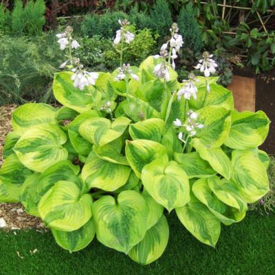 Hosta 'Summer Breeze'